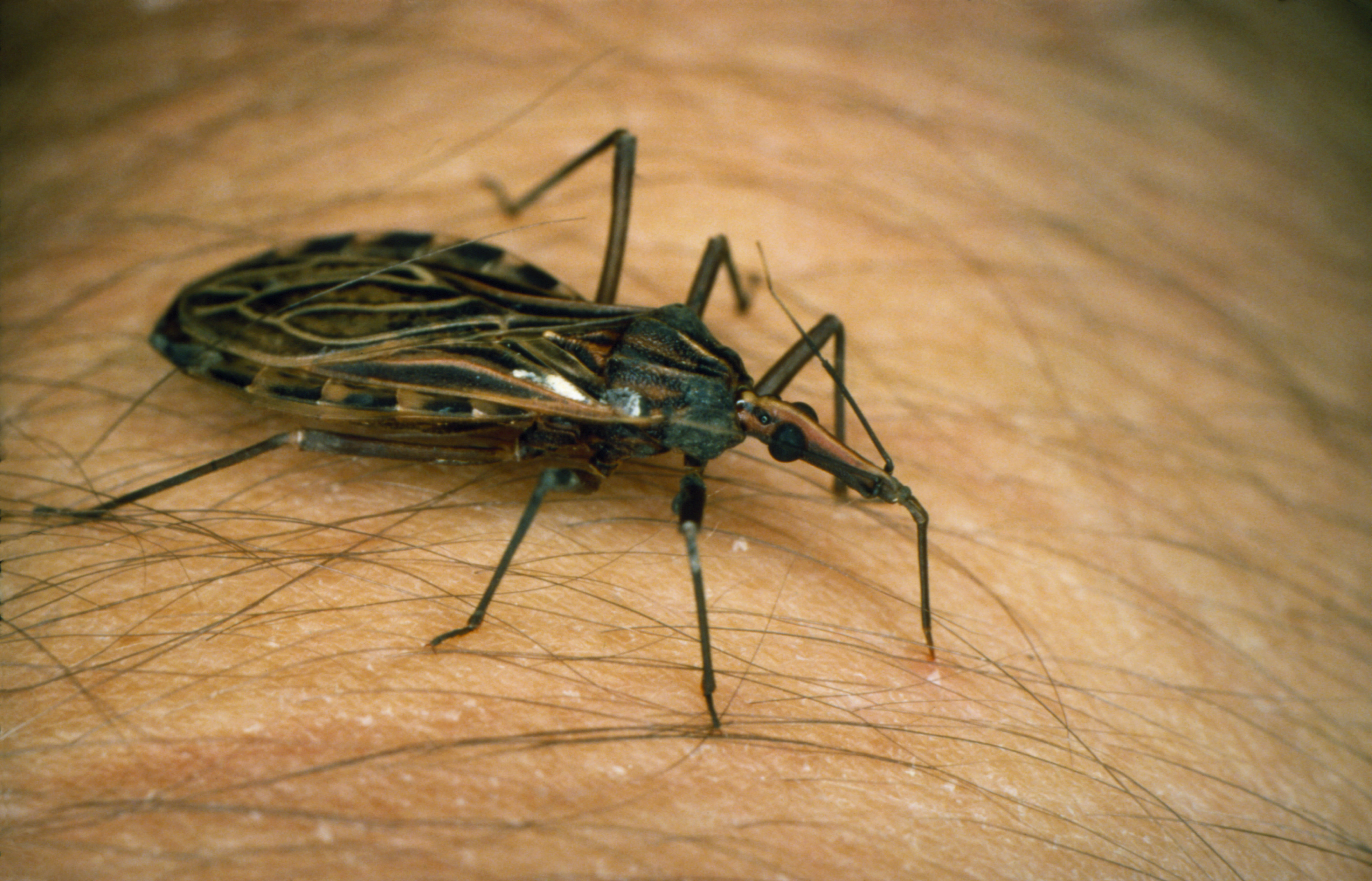 Kissing bug, carrier of Chagas disease