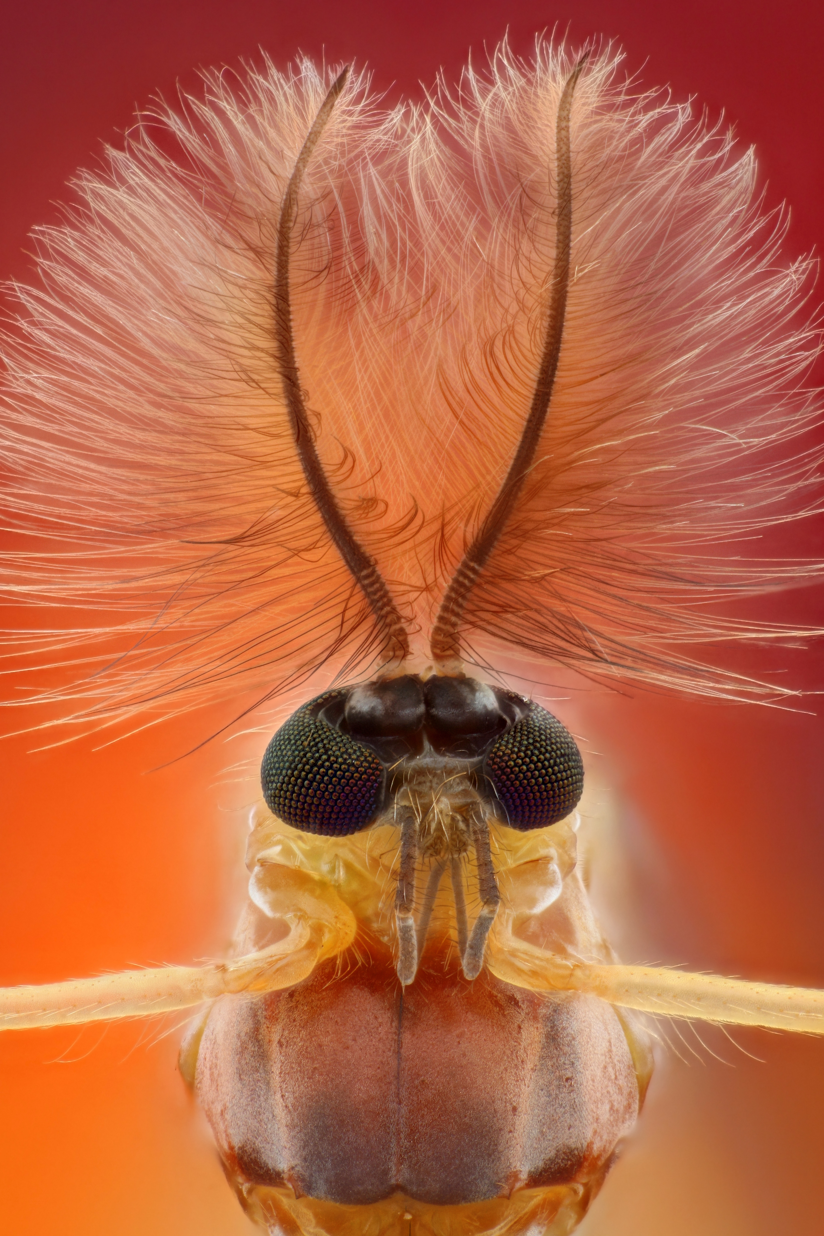 Midge (magnified 10 times)