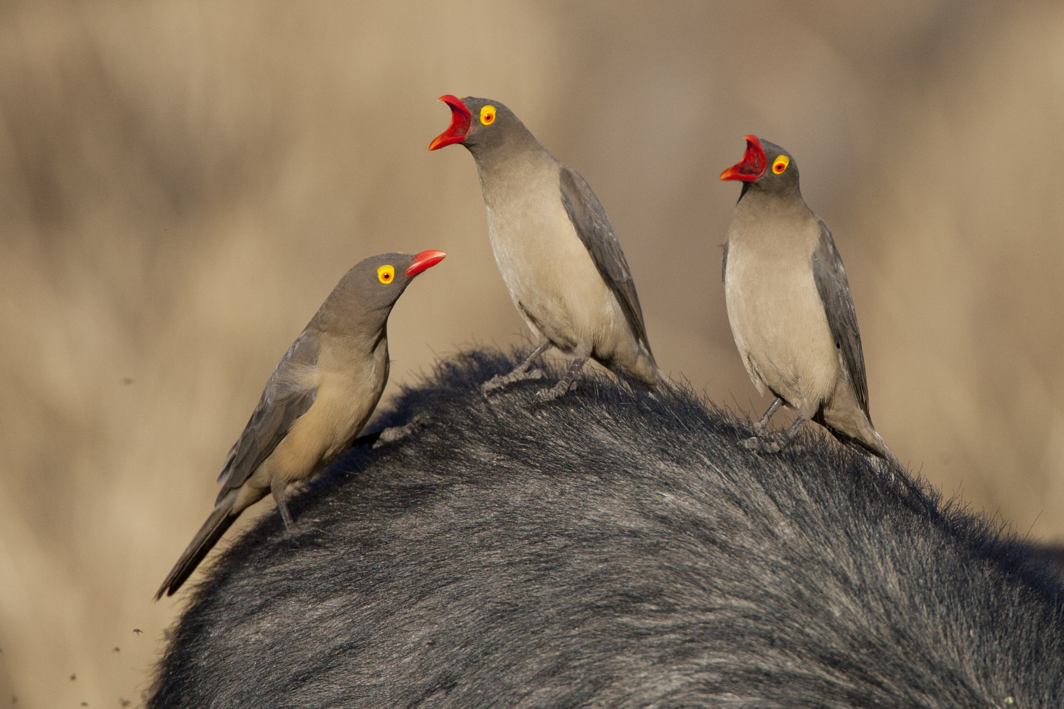 Red-billed oxpeckers