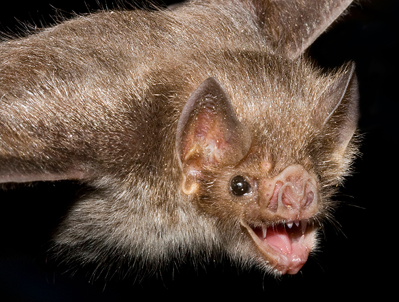 Vampire bat