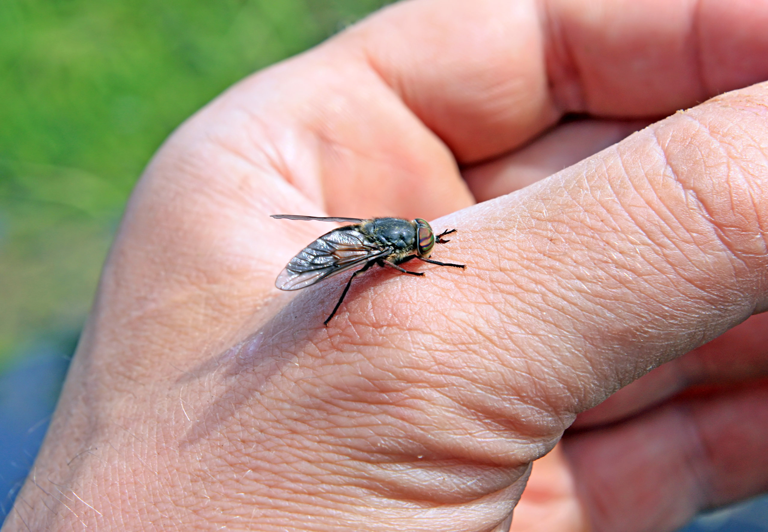 Horse fly