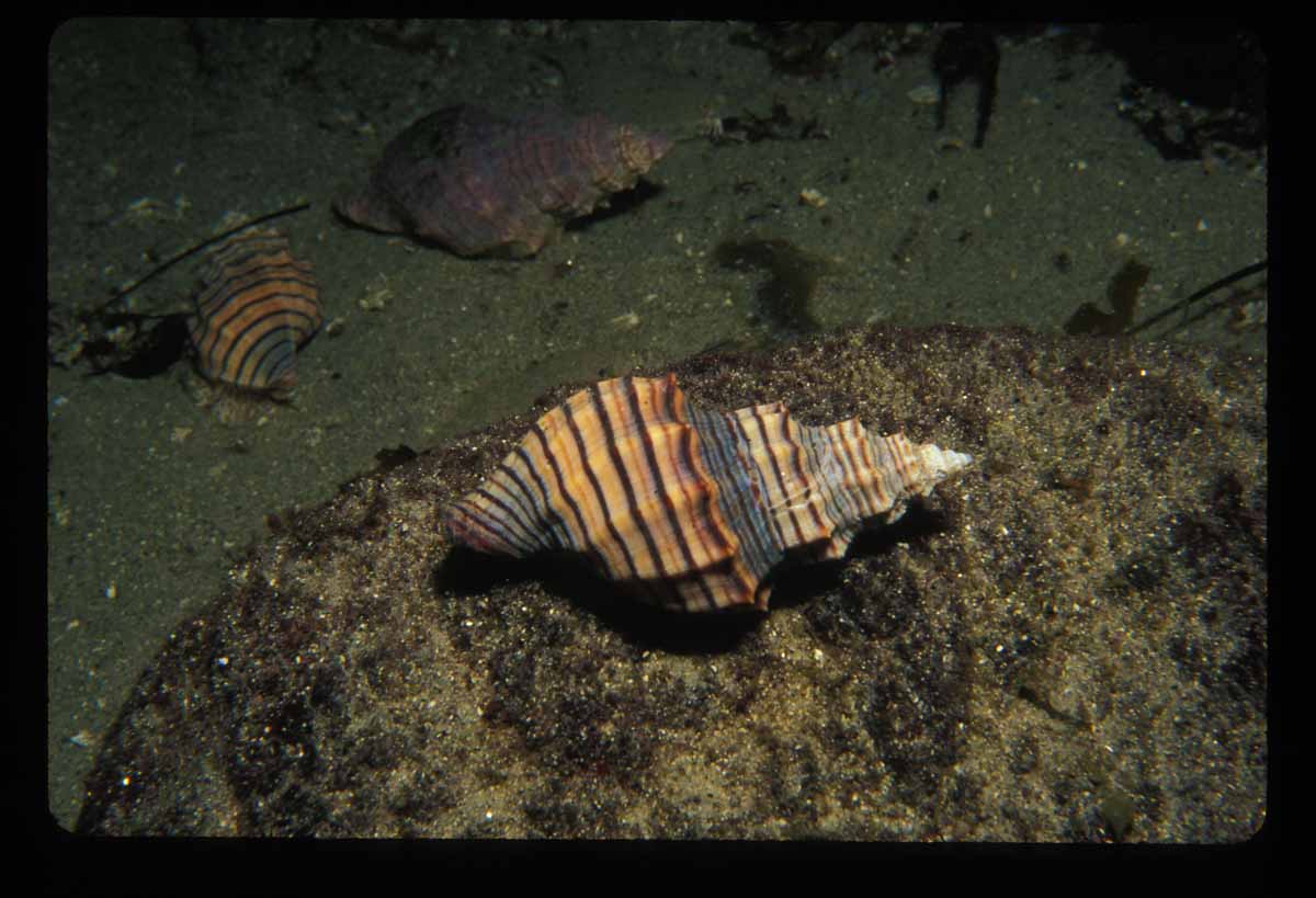 Cooper's nutmeg, a parasitic sea snail