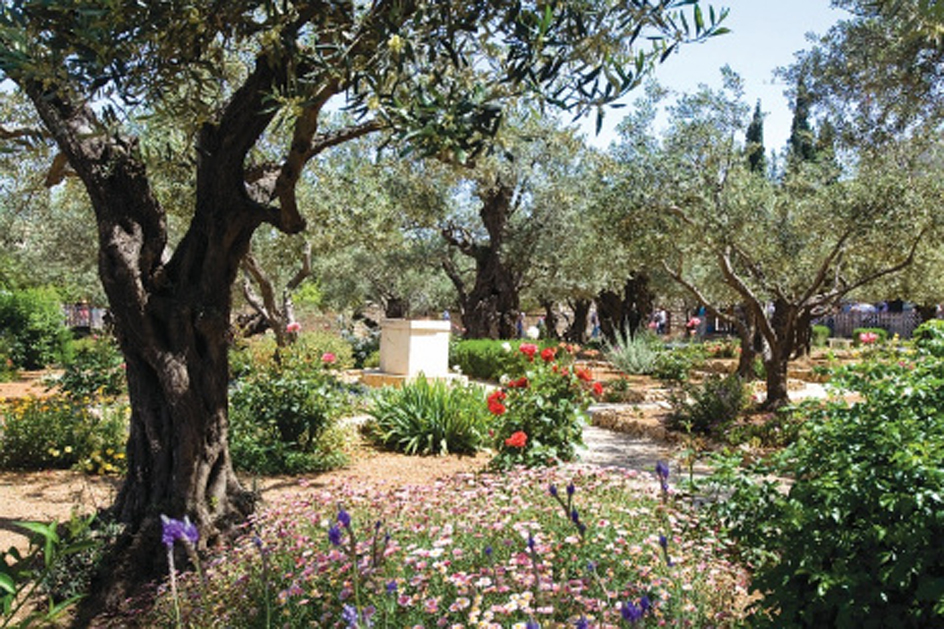 Garden of Gethsemane