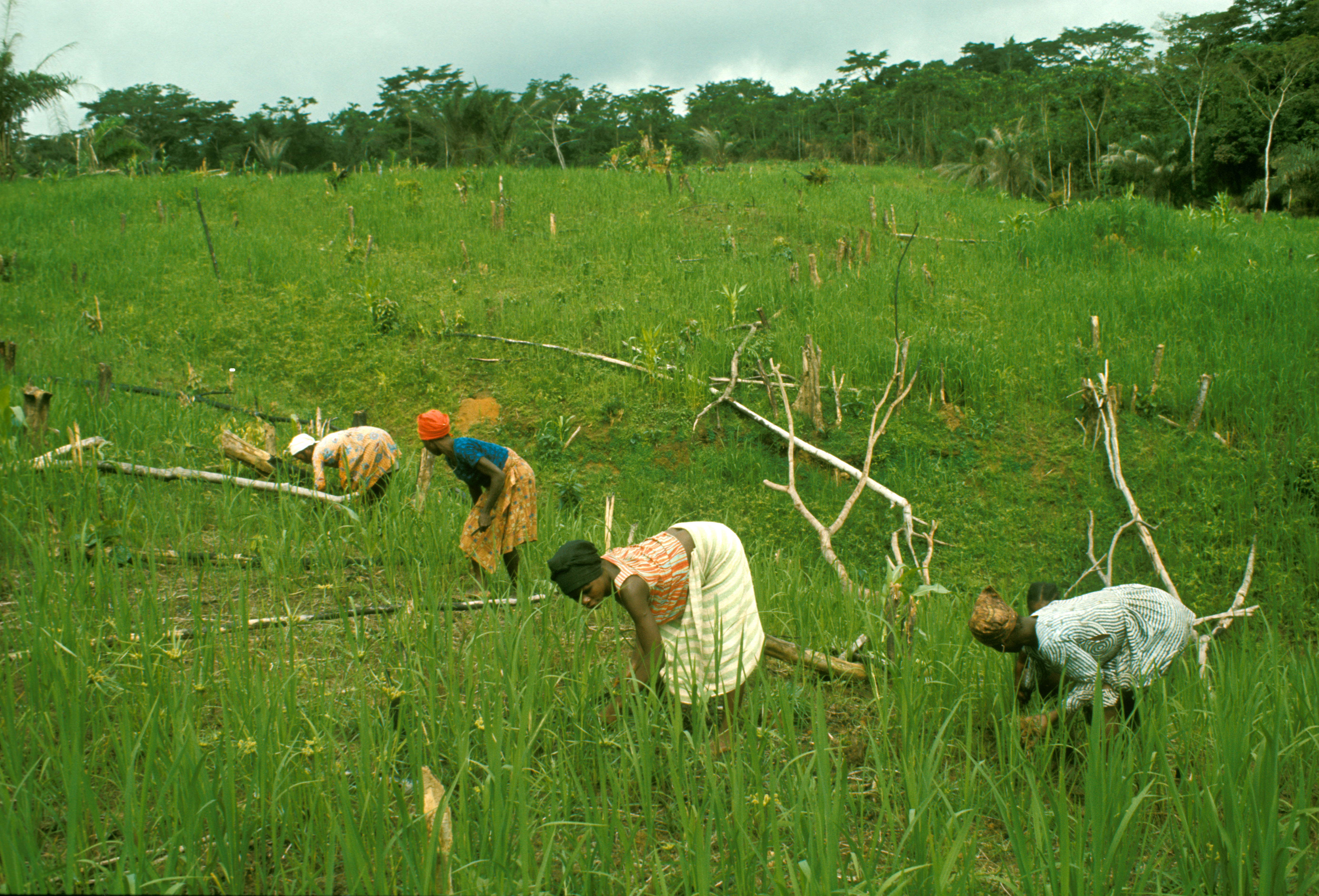 A small farm in Africa