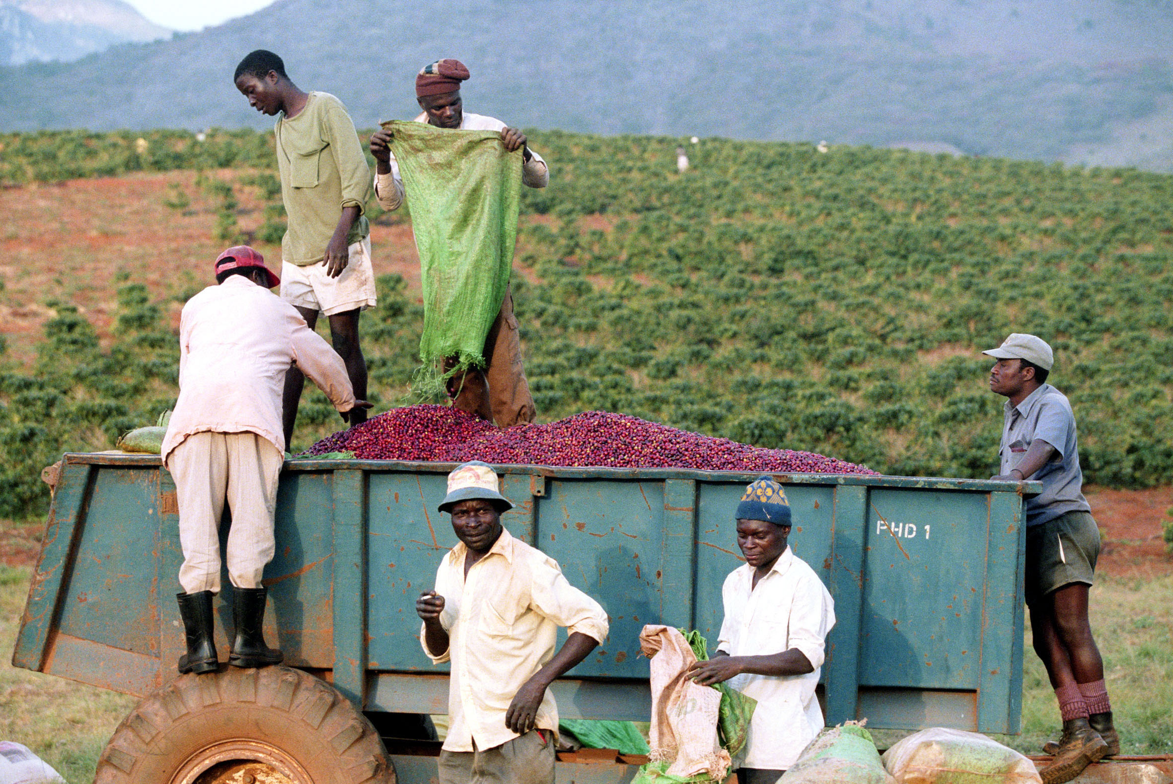 Workers on a coffee plantation