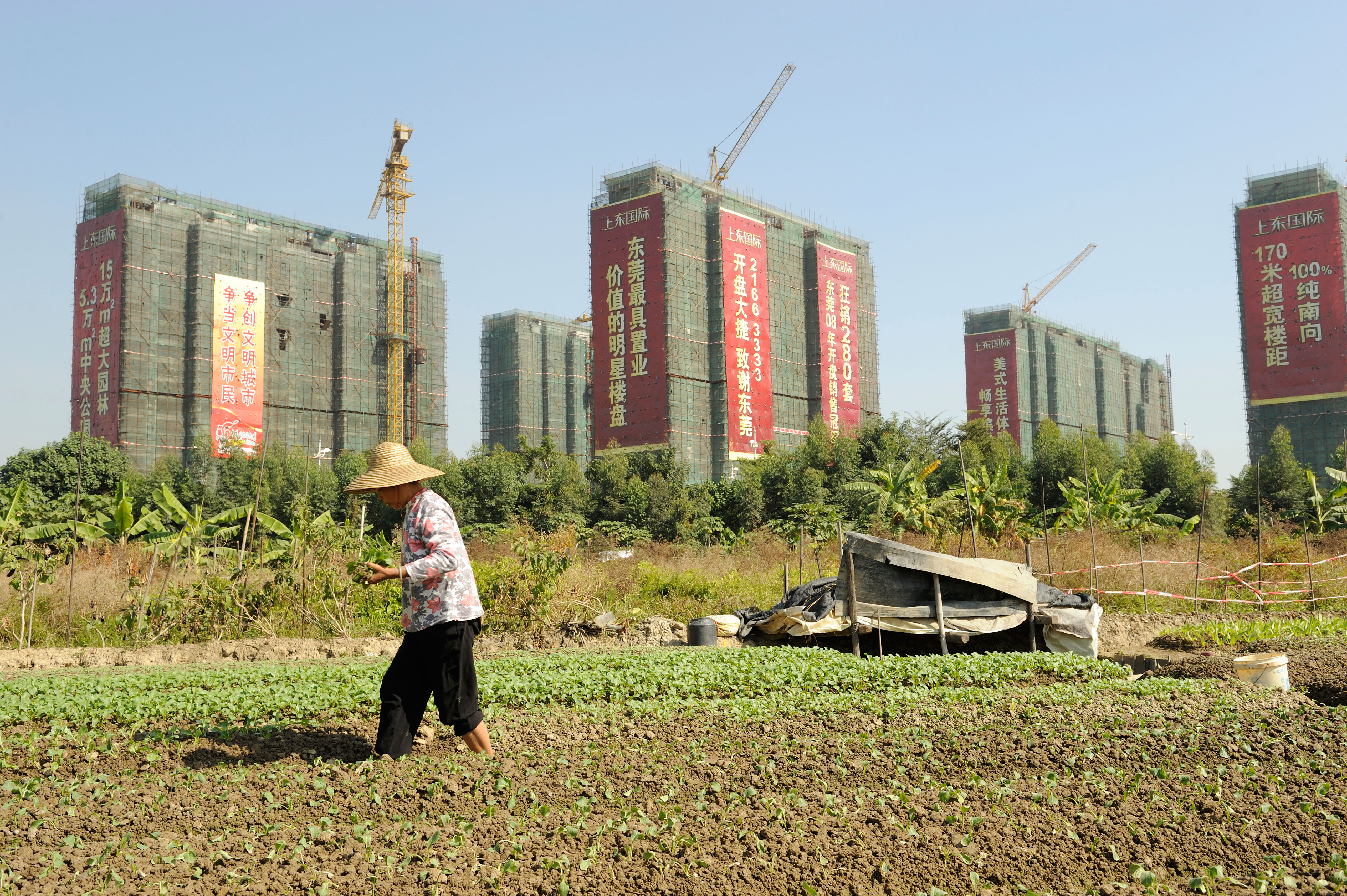 An urban farm