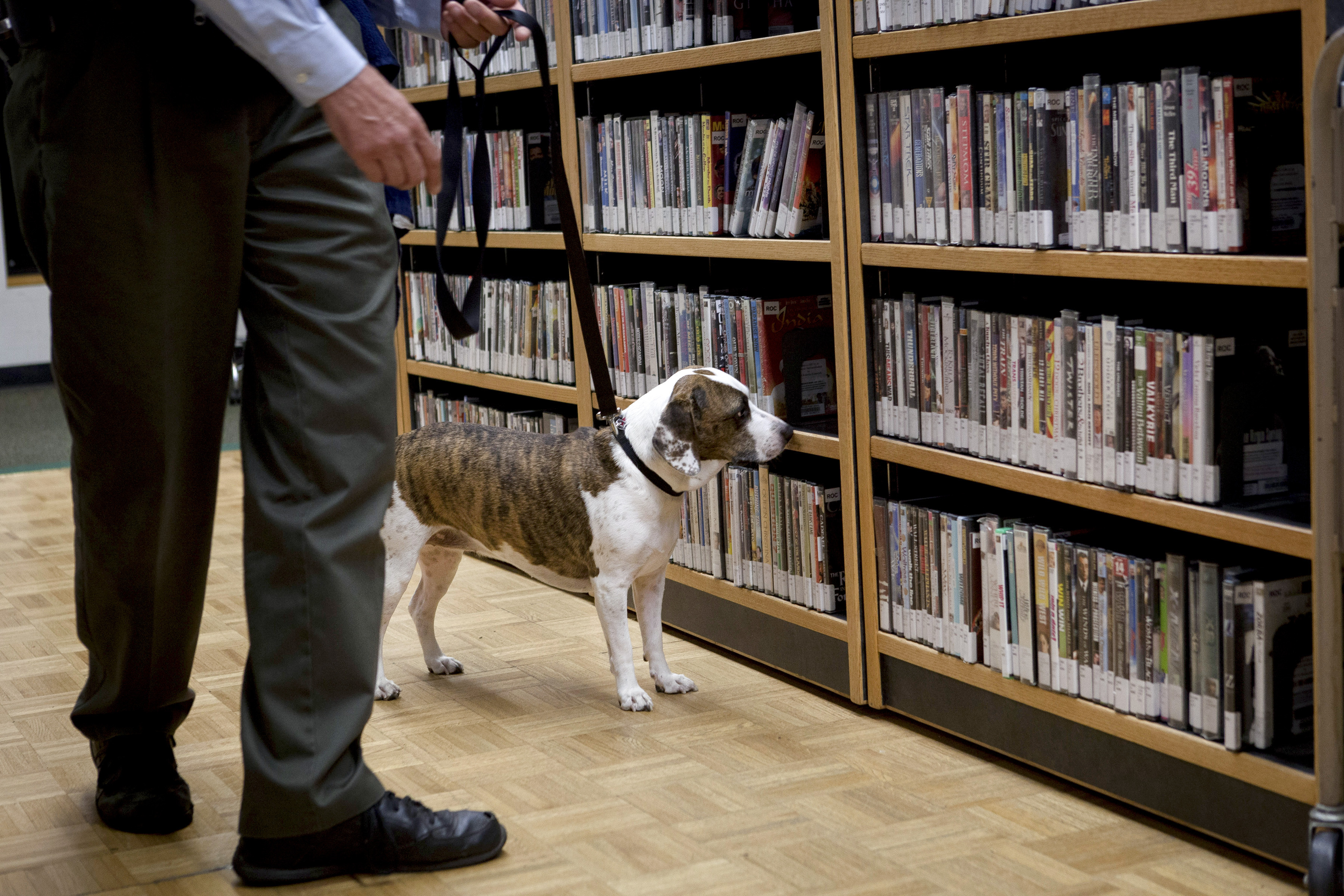 Dog sniffing for bed bugs