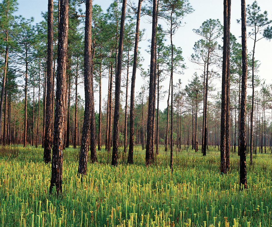 Piney Woods in Mississippi