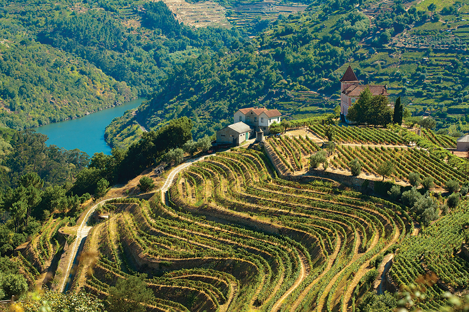 Vineyards in Portugal