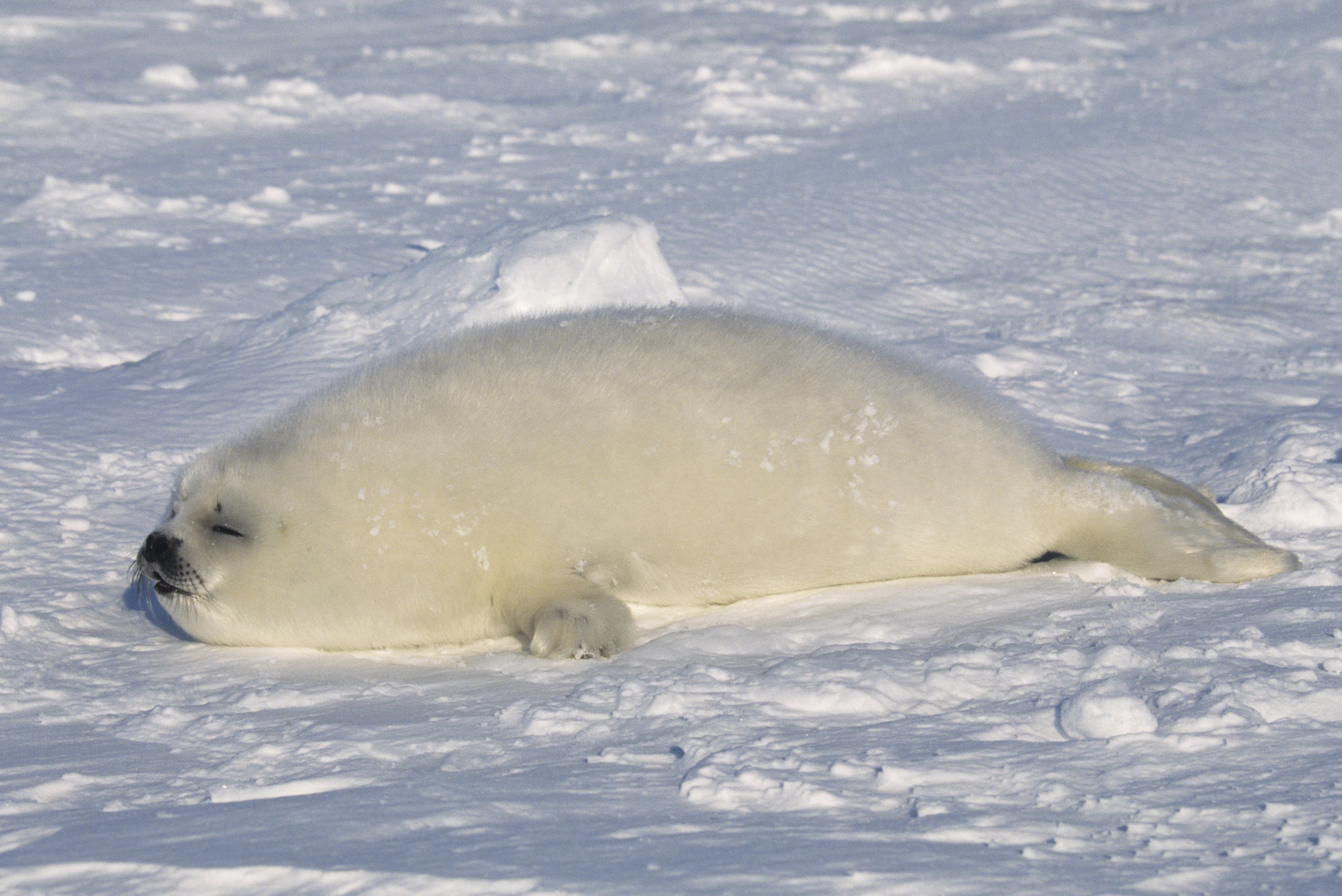 Baby harp seal