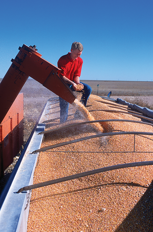 Corn harvesting in the United States