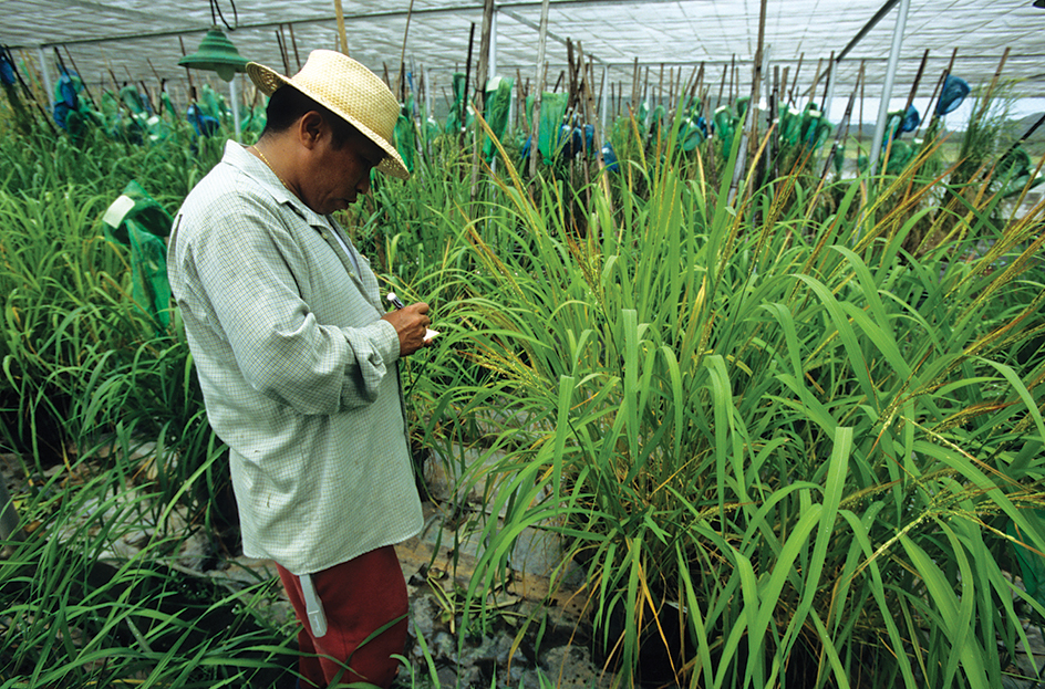 Hybrid rice development