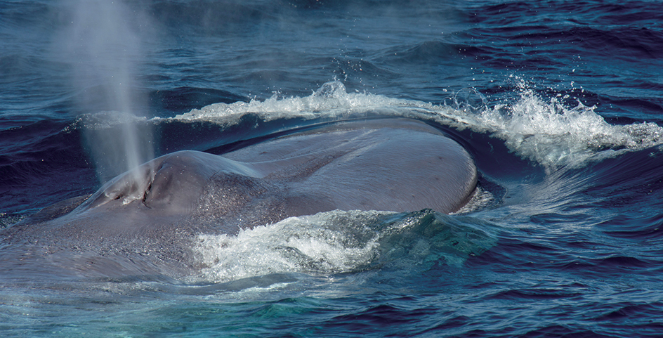 Whale spout