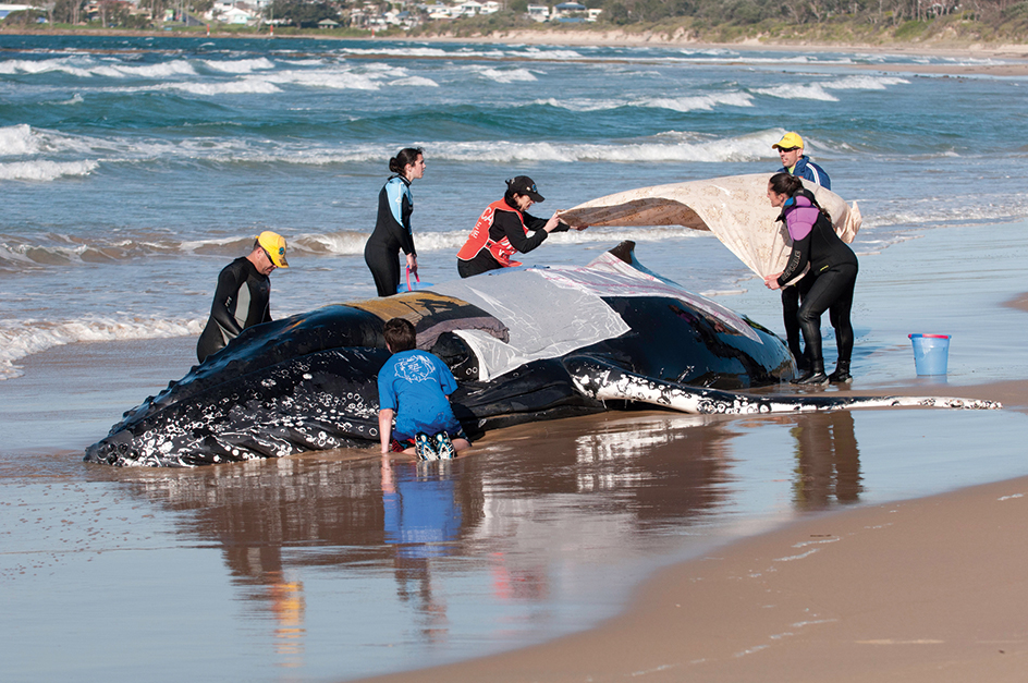 Beached whale