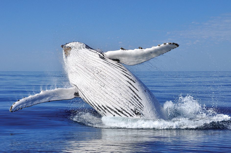 Humpback whale breaching