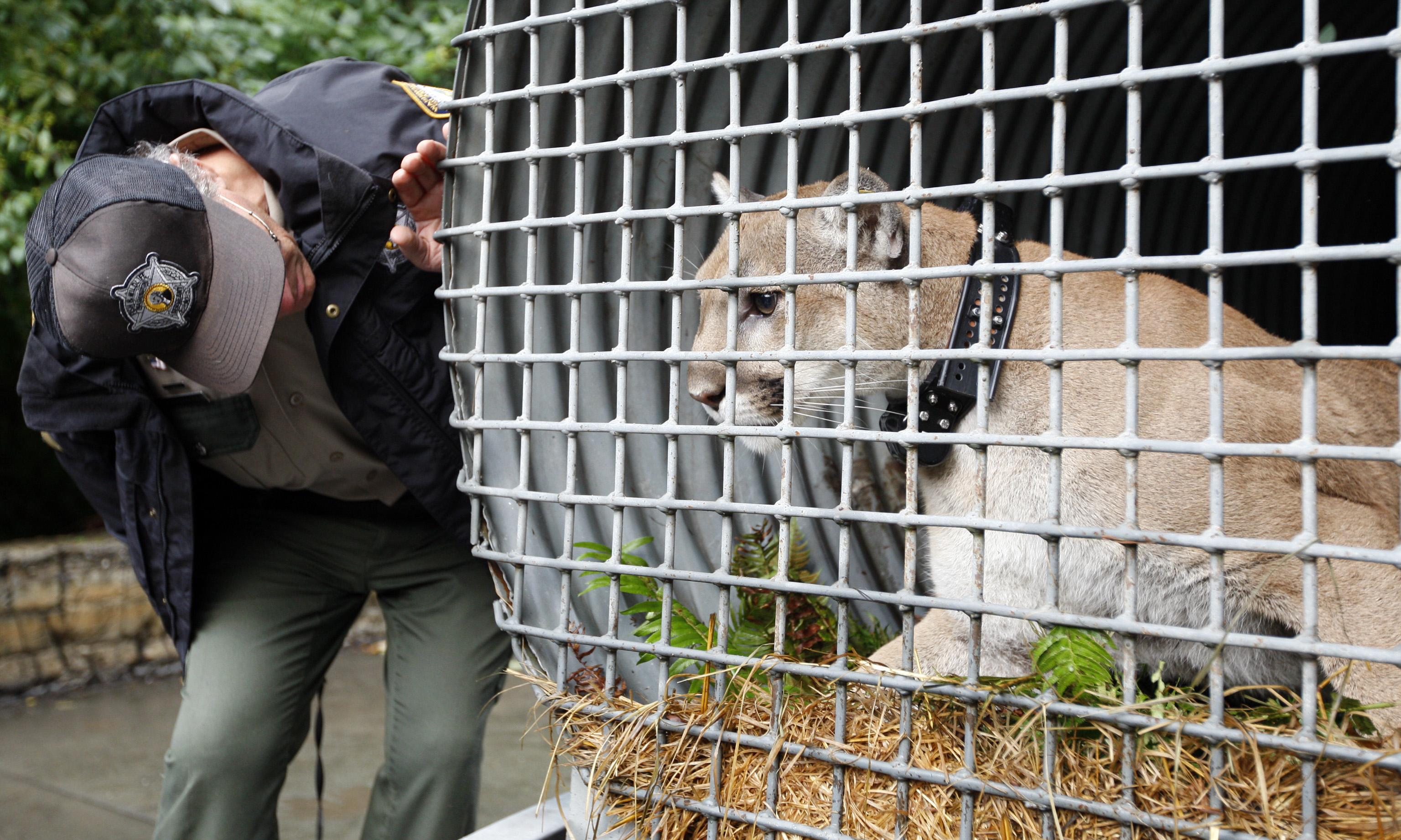 Mountain lion captured in city park