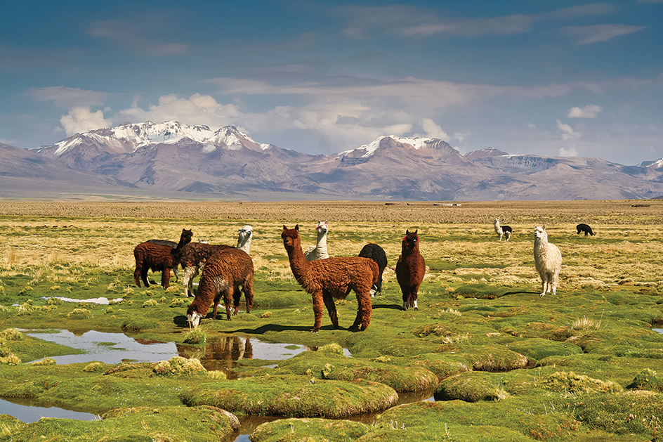 Altiplano plateau