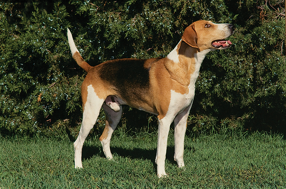 American foxhound