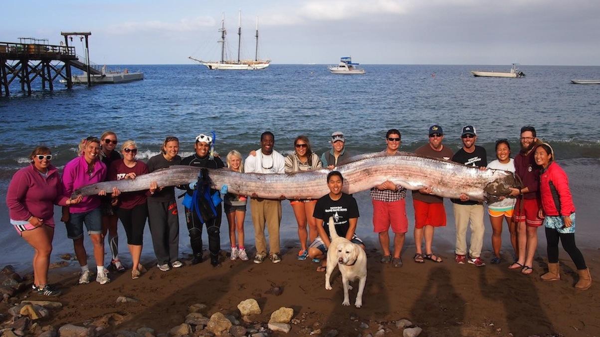 Oarfish