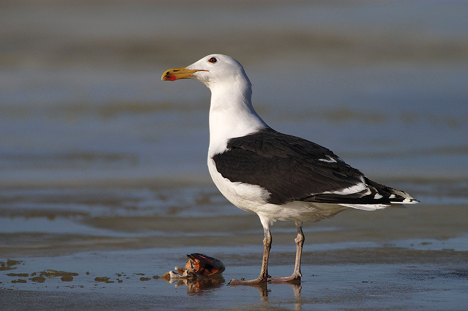 Great black-backed gull