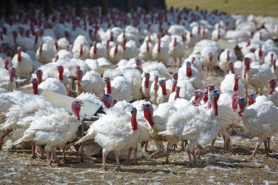 Turkeys on a poultry farm