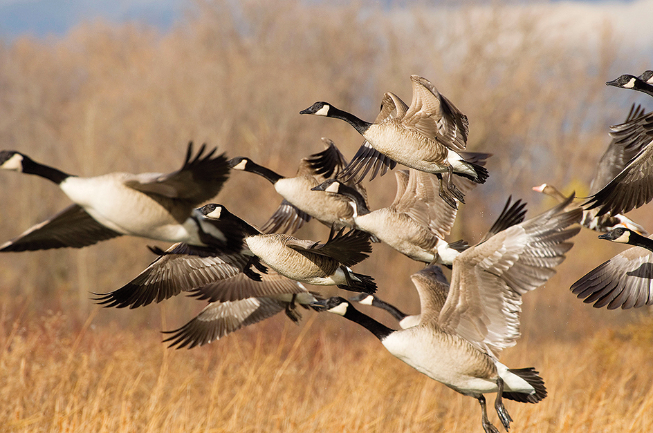 Canada geese migrating