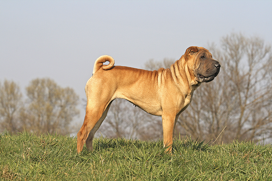 Chinese shar-pei