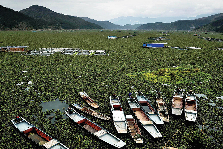 Invasive water hyacinth