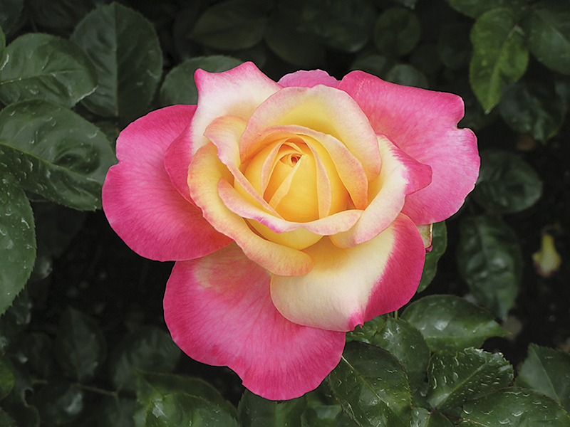 Hybrid tea rose