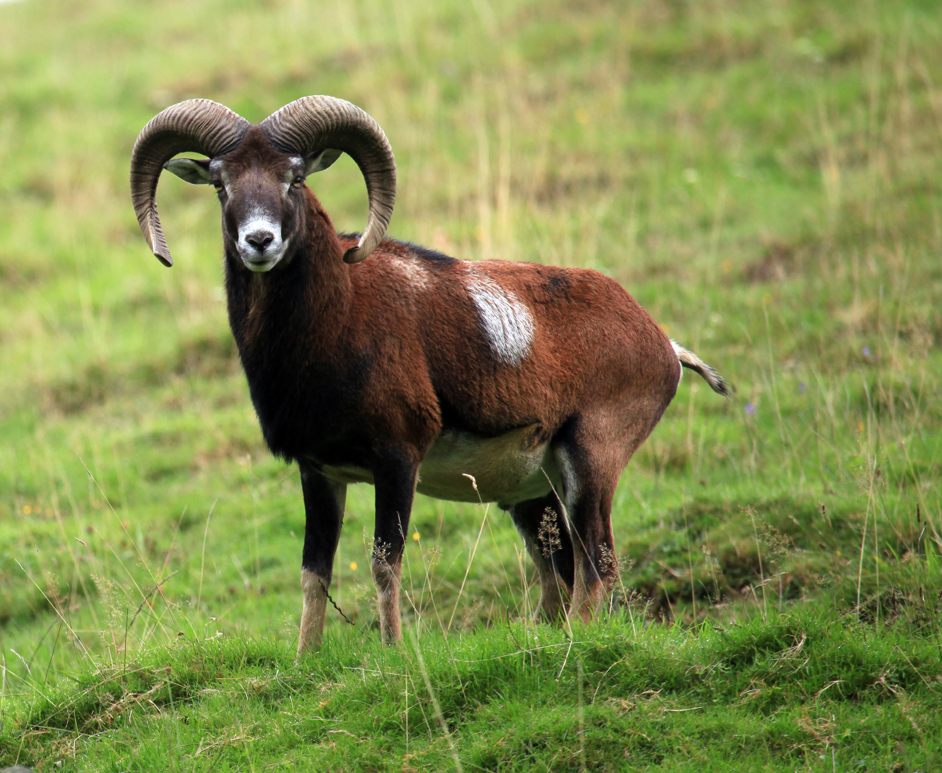 Mouflon