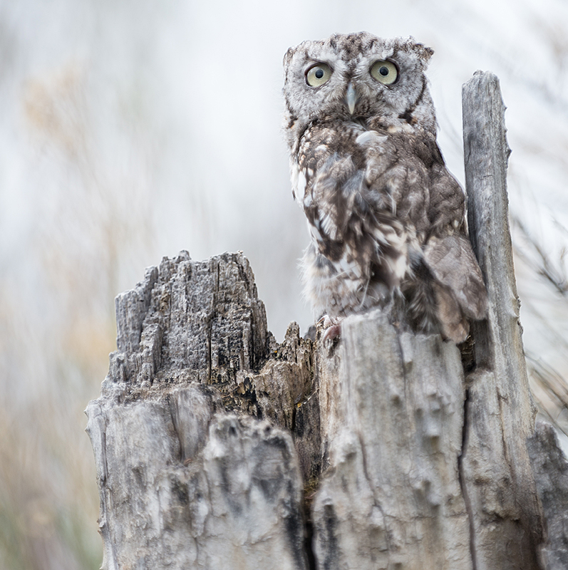 Screech owl