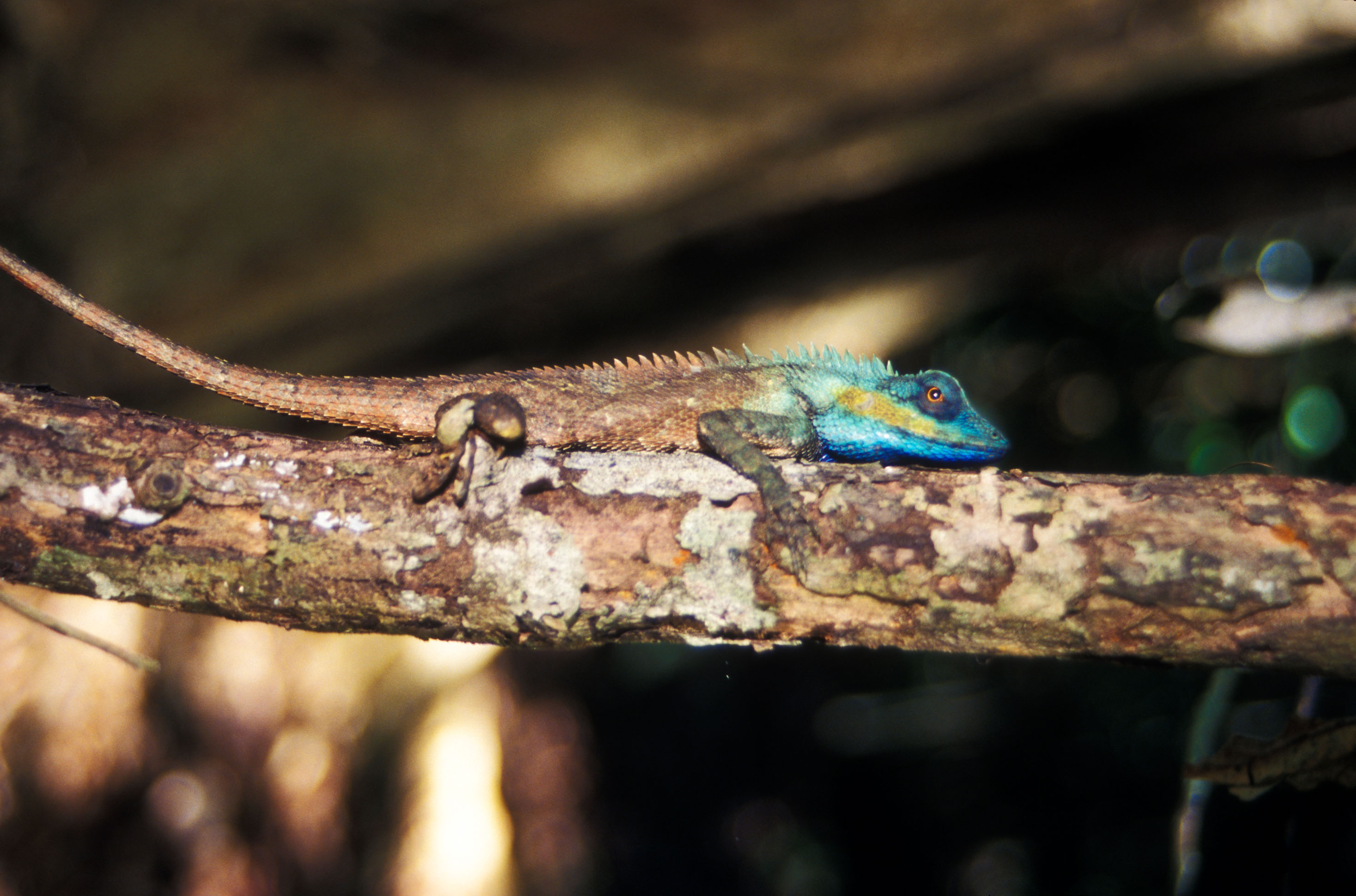 Chameleon changing color