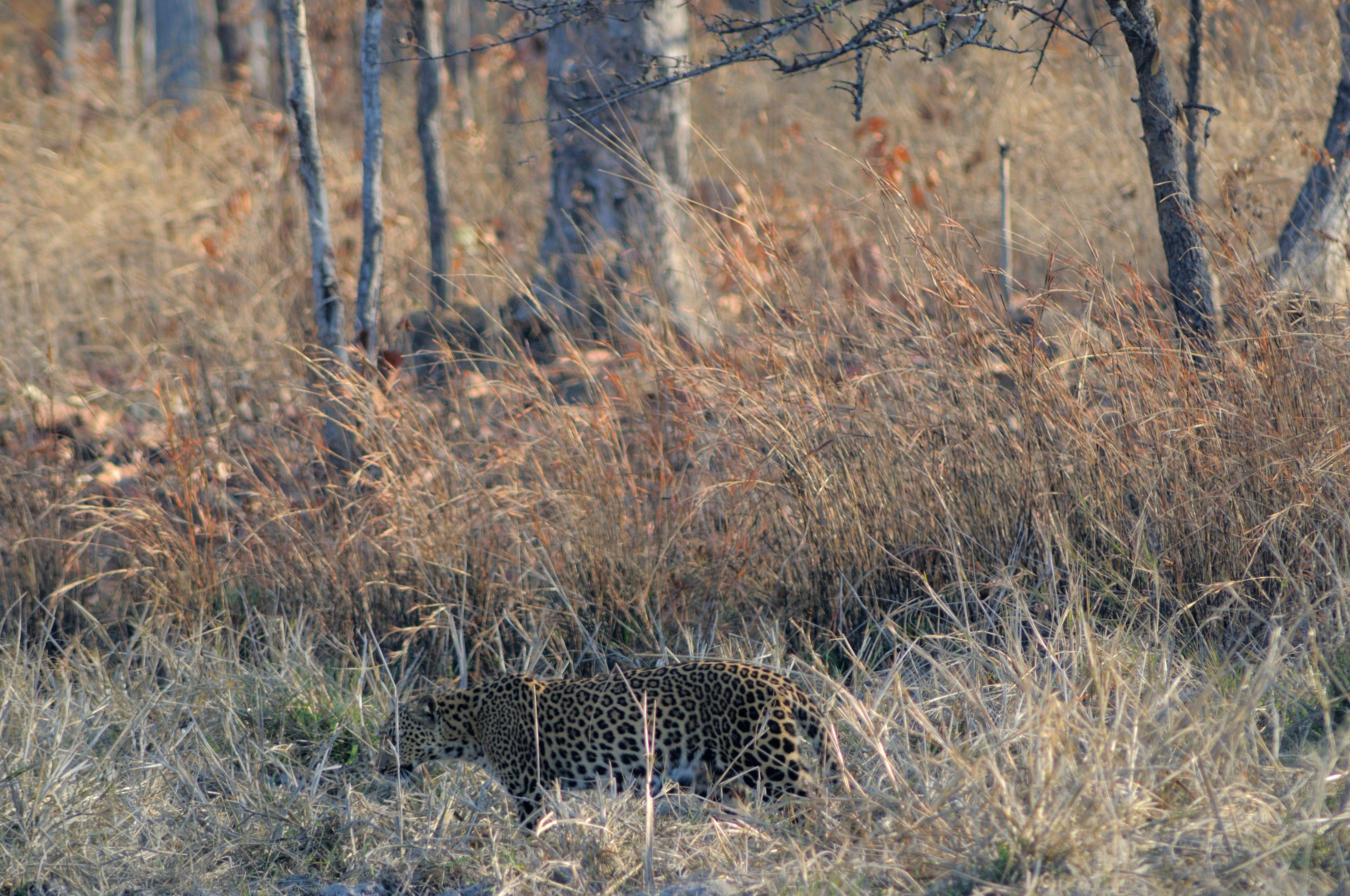 Leopard among the grassland