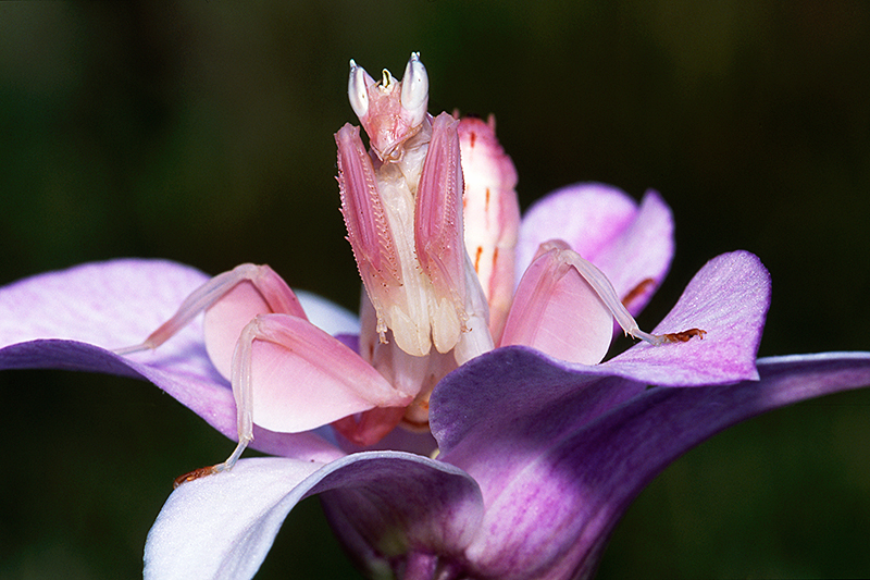 Pink orchid mantis