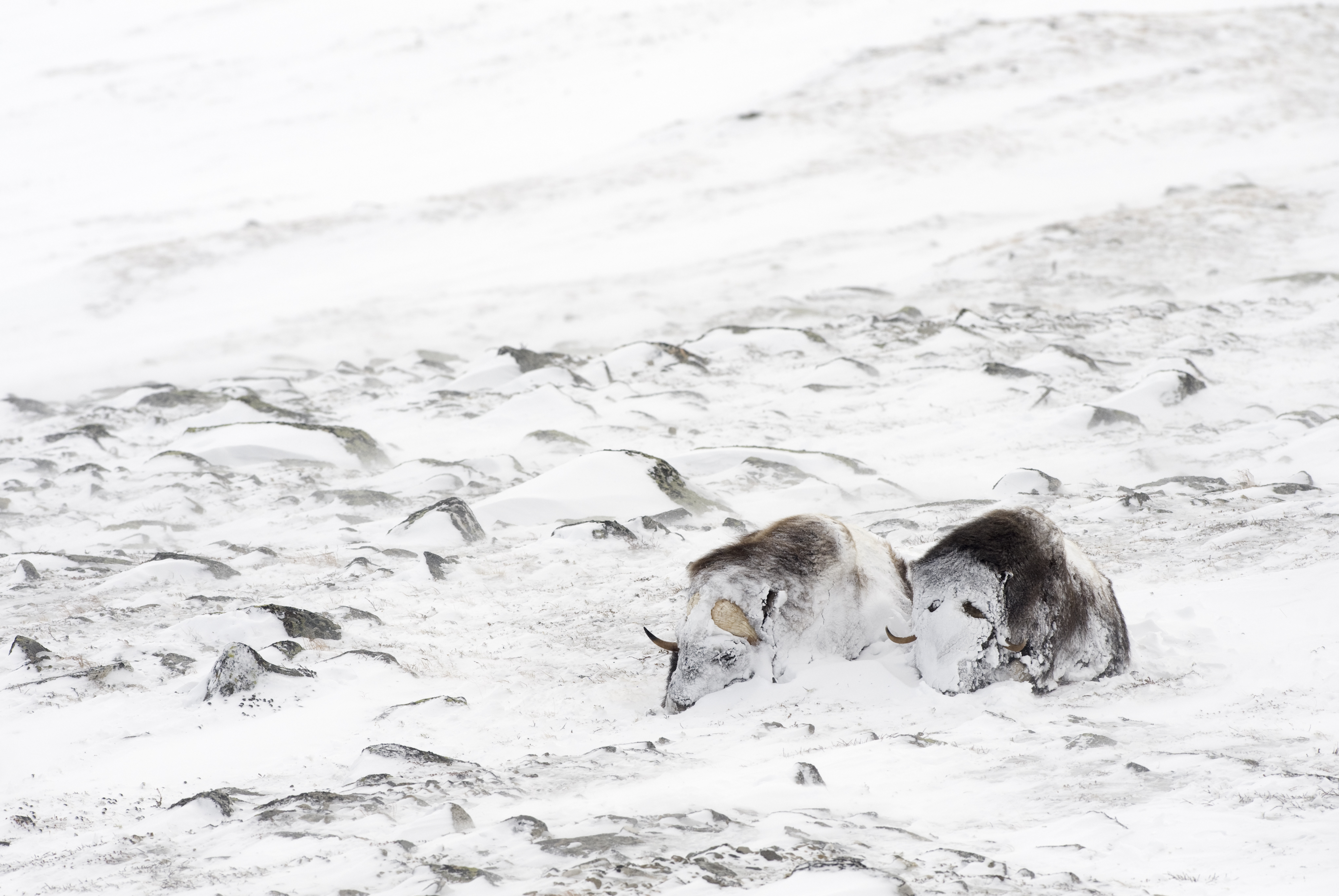 Musk oxen in the snow