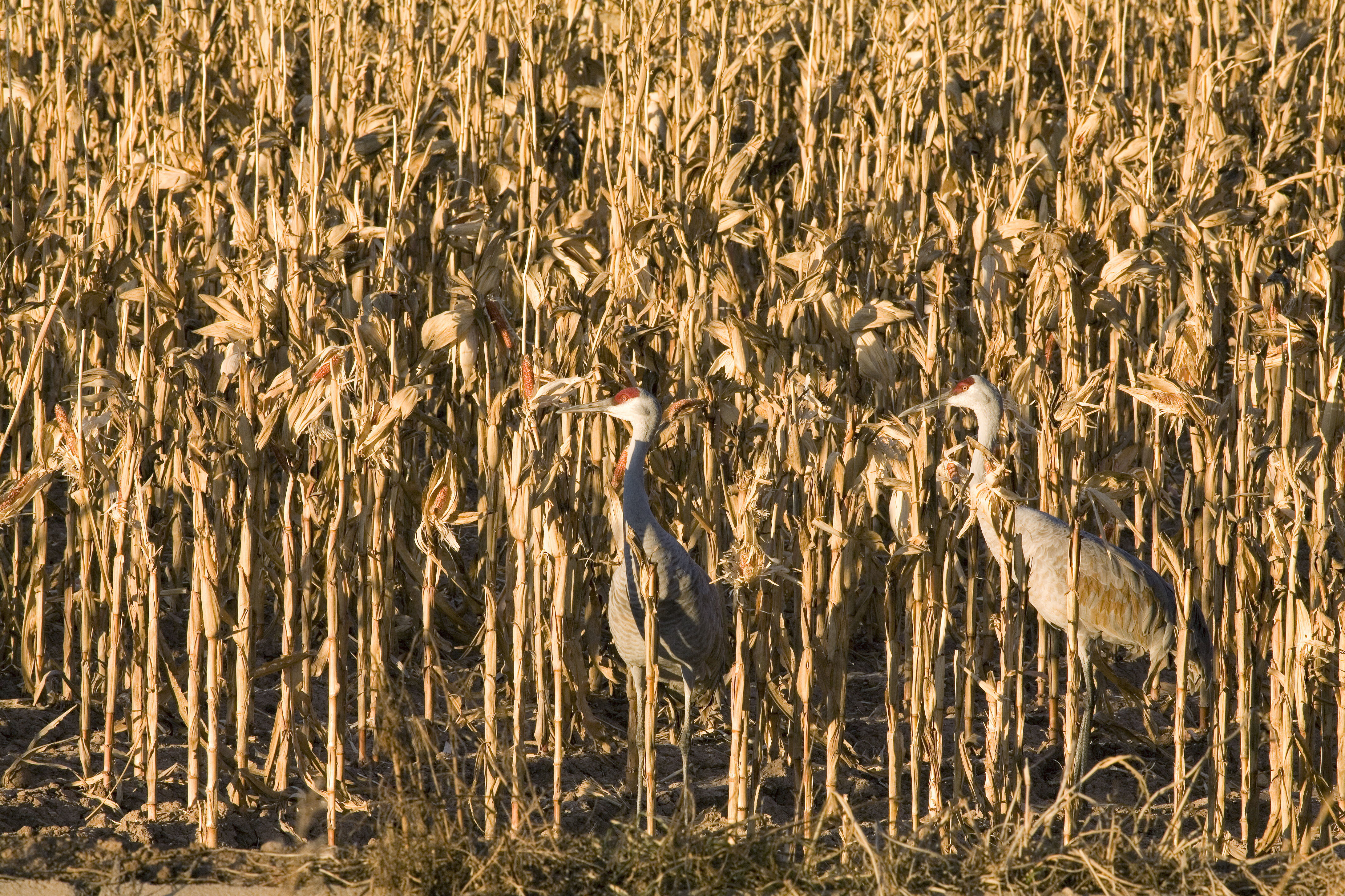 Sandhill cranes in a cornfield