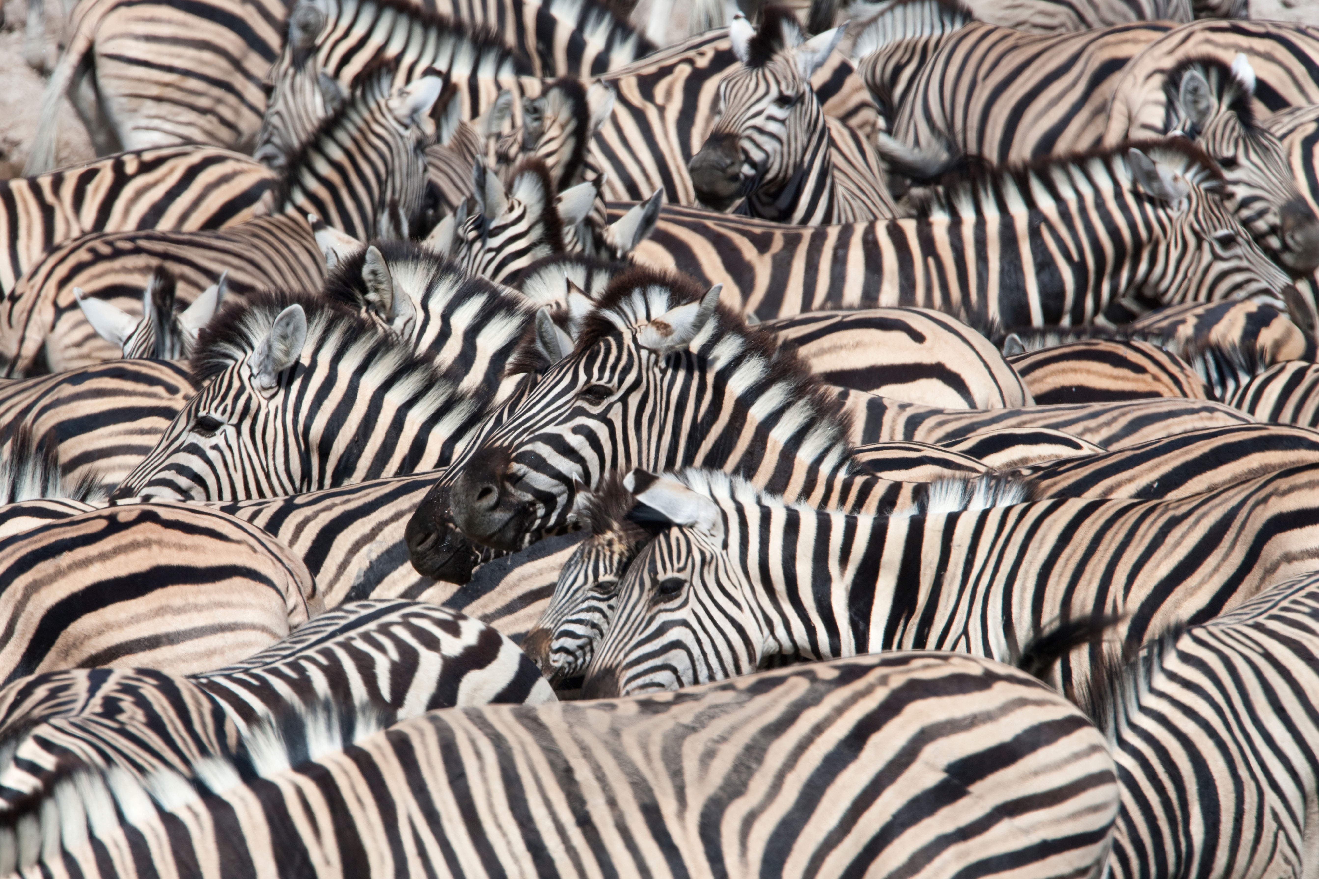 Common zebras