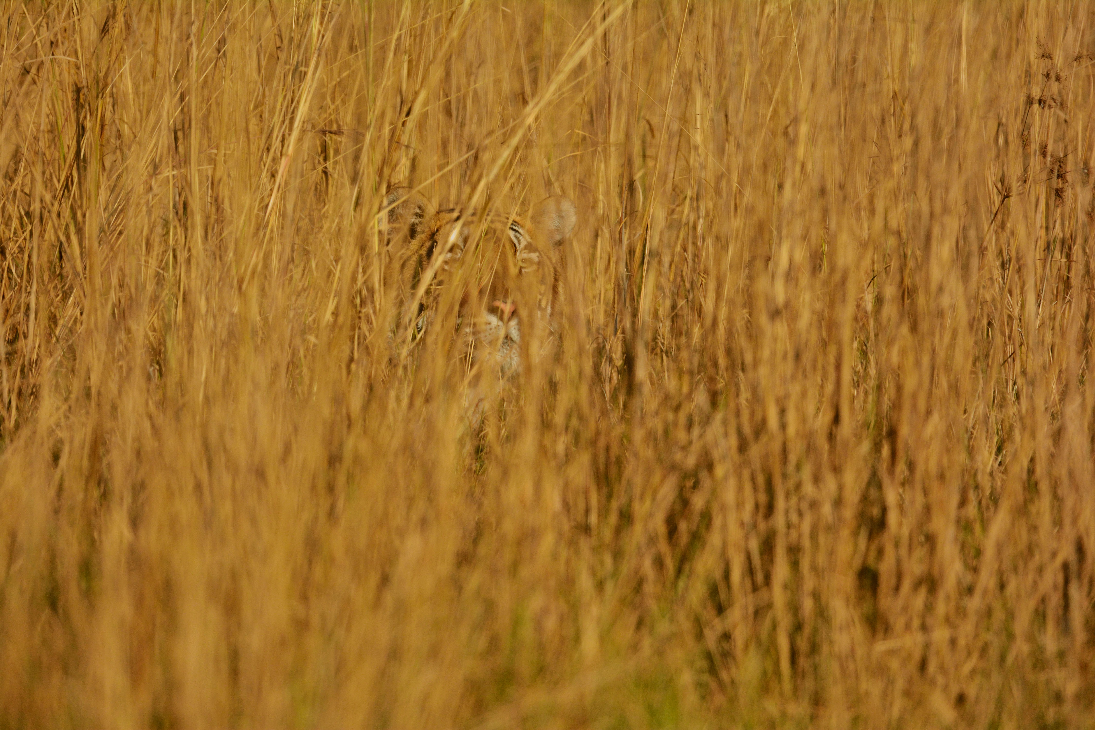 Tiger hidden in the grass