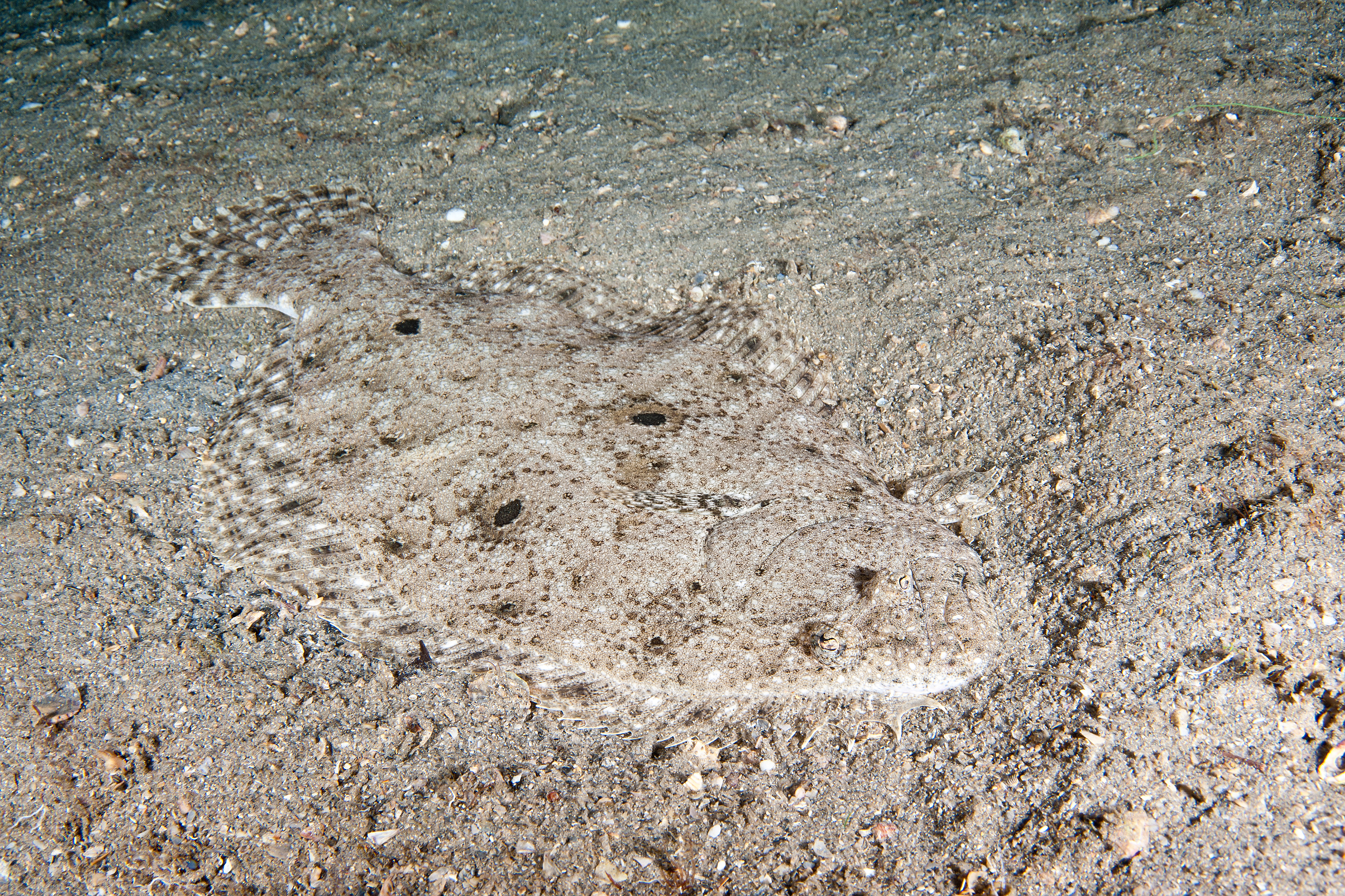 Flounder camouflaged on the ocean floor