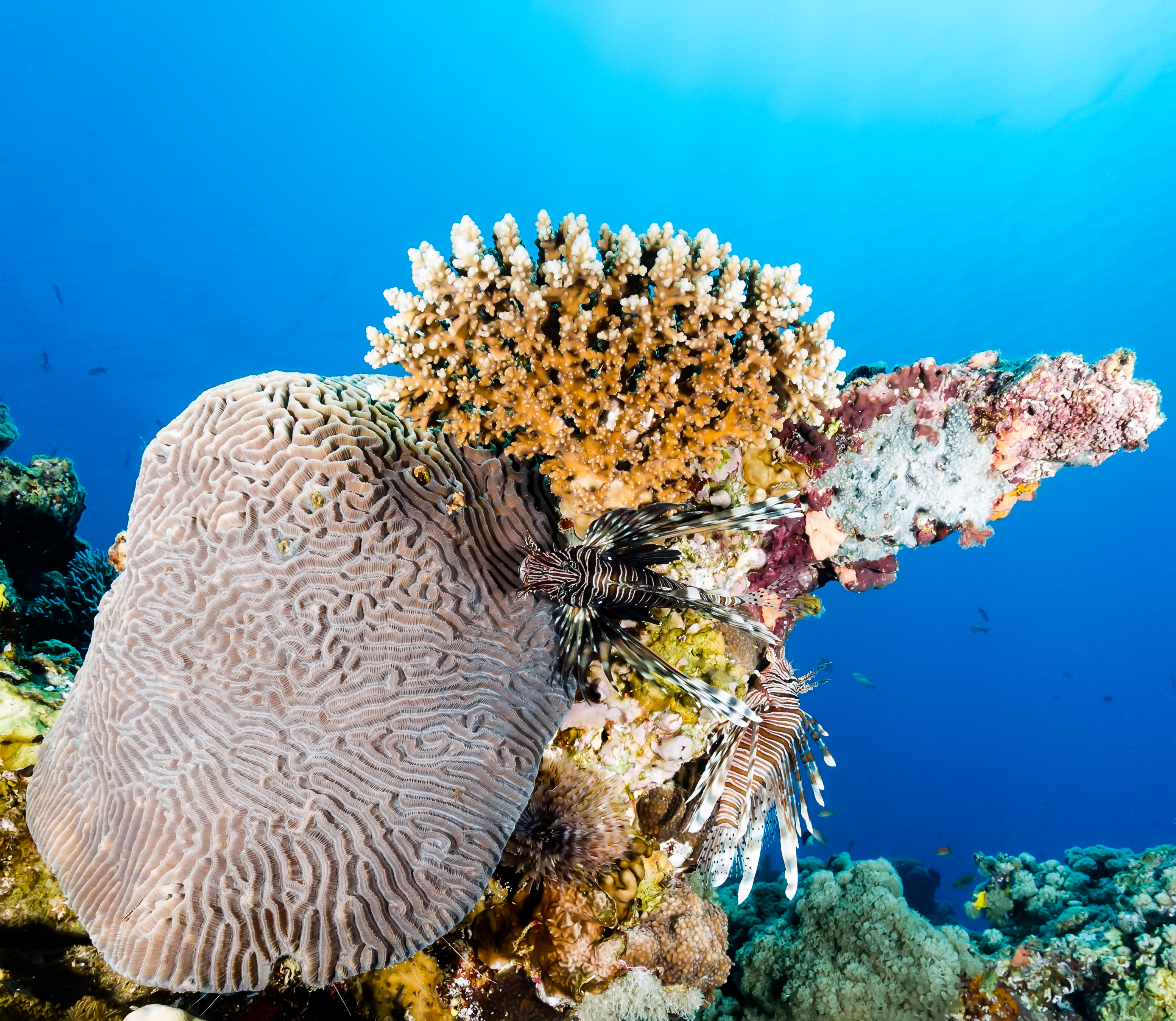 Lionfish hiding among coral