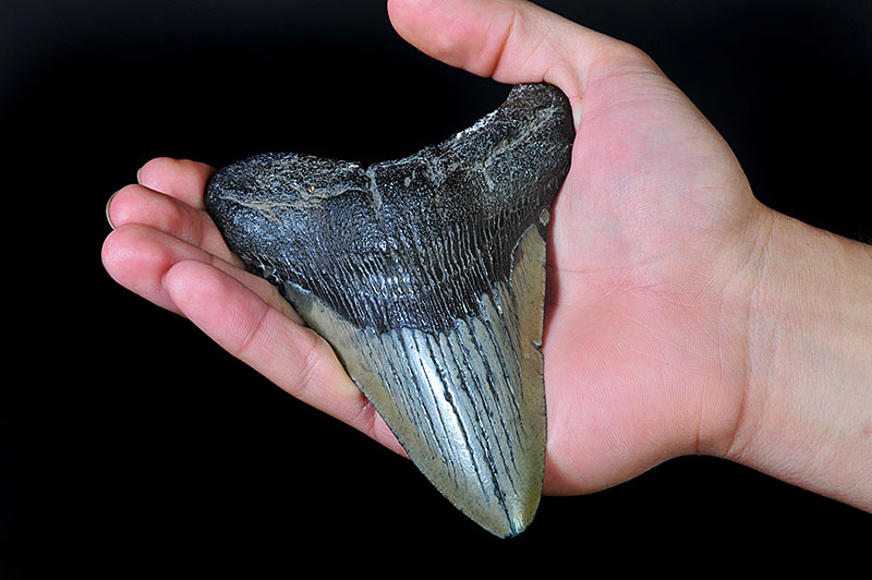 Megalodon tooth