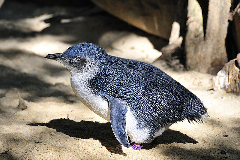 Little penguin