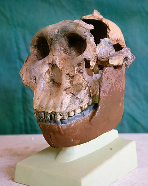 Australopithecus boisei