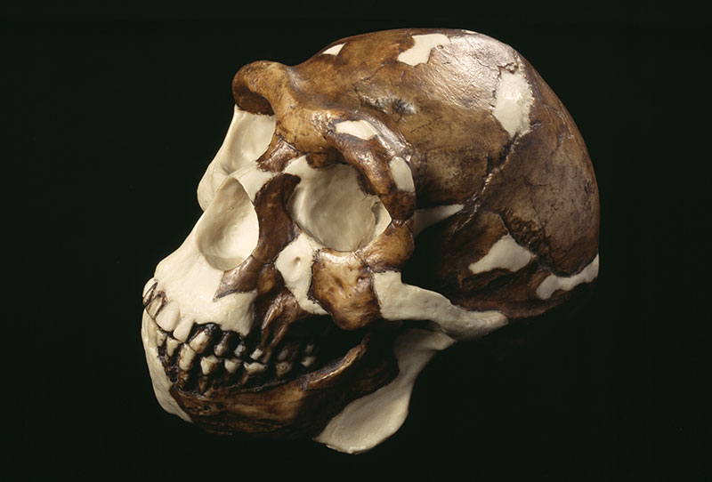 Homo erectus skull