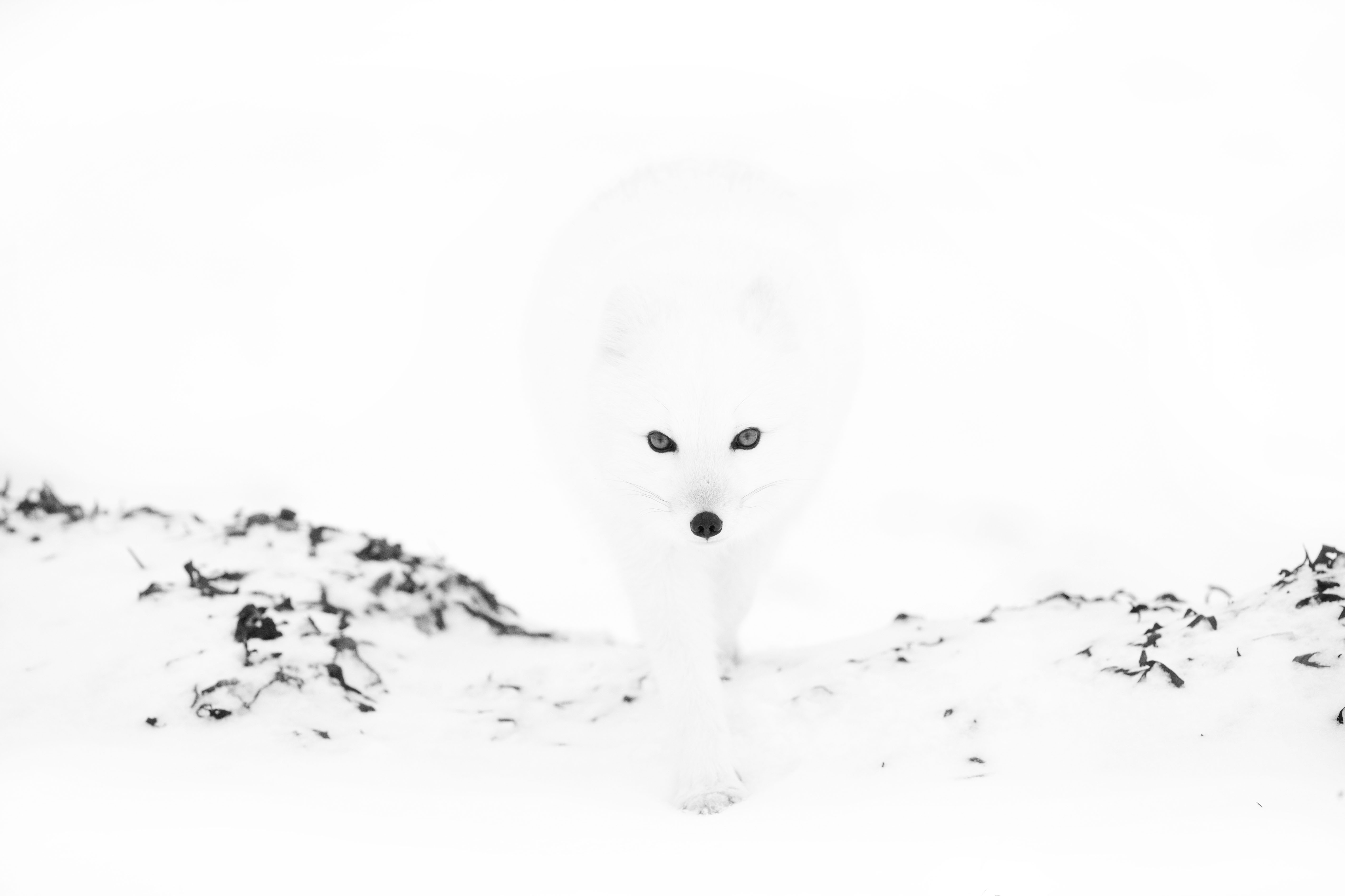 Arctic fox