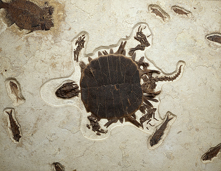 Fossilized turtle and fish