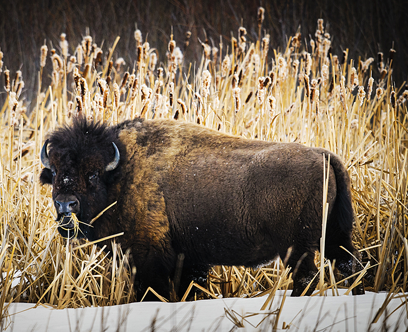 The bison, or American buffalo