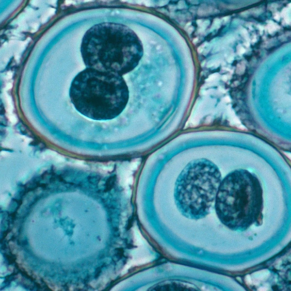 Mitosis in roundworm cells