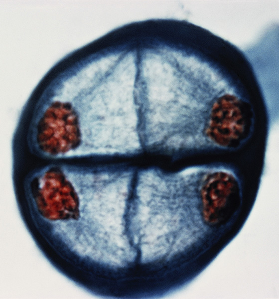 Meiosis in a lily pollen cell