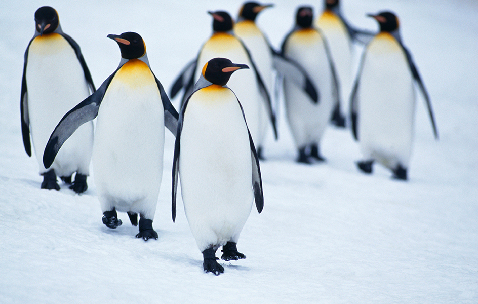 King penguins